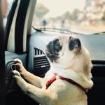 uber pet croatia service