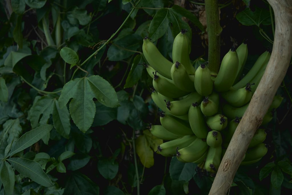 croatian bananas