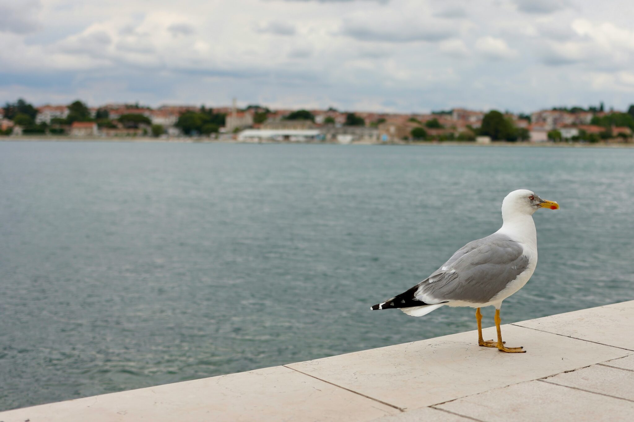 Poreč Beaches Adorned With 18 Blue Flags Yet Again - Total Croatia