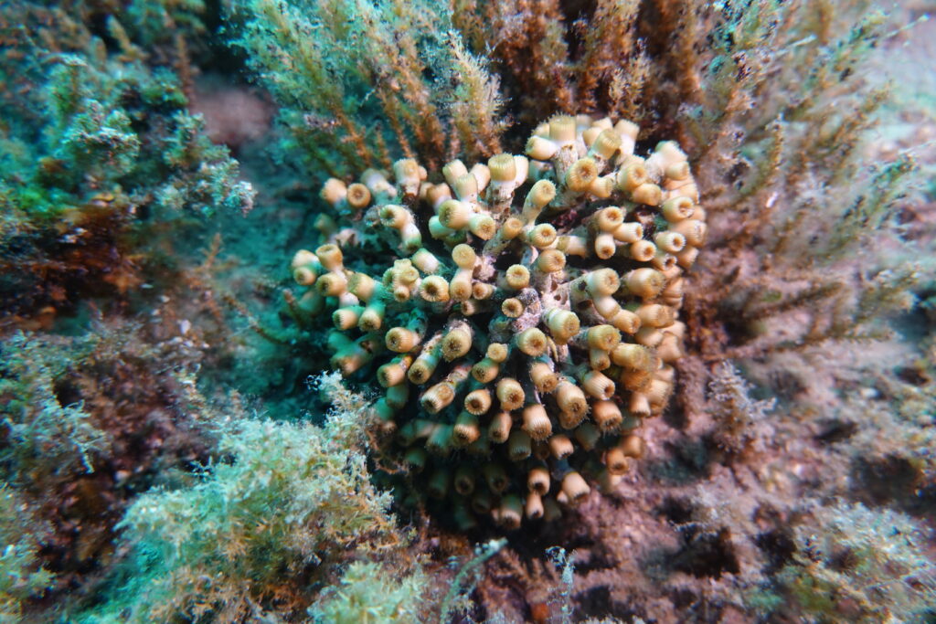 dalmatian islands environment foundation iž