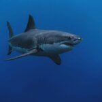 great white sharks croatian