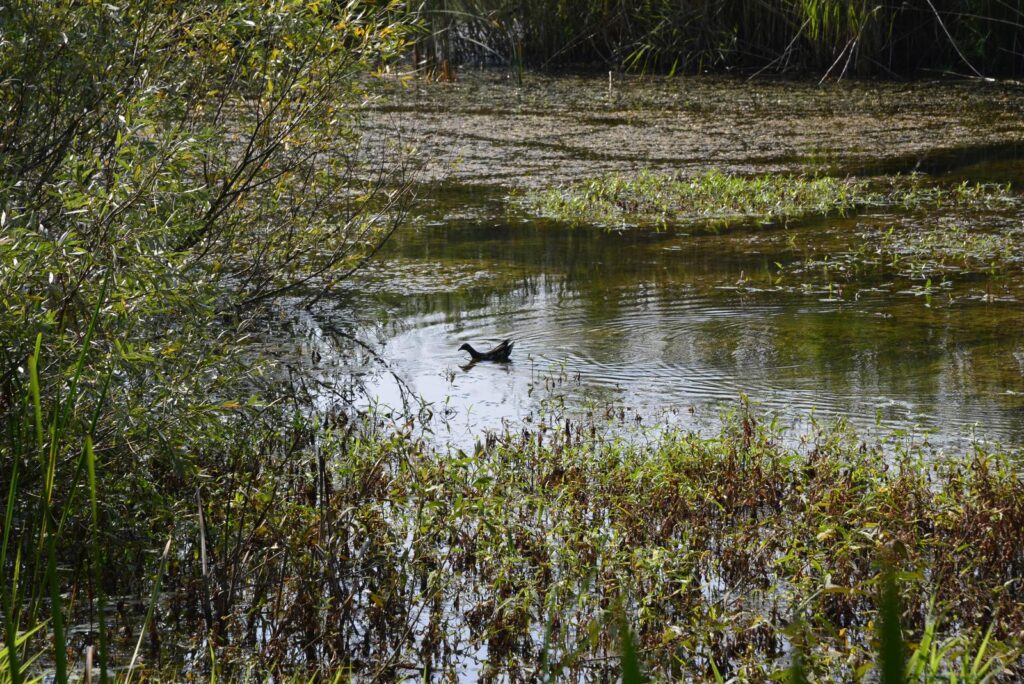 blue eye of slavonia