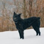 croatian sheepdog intangible cultural asset