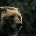 croatian island bears