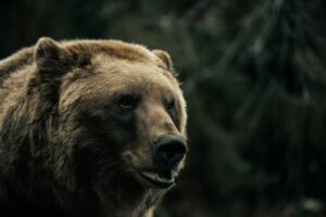 croatian island bears
