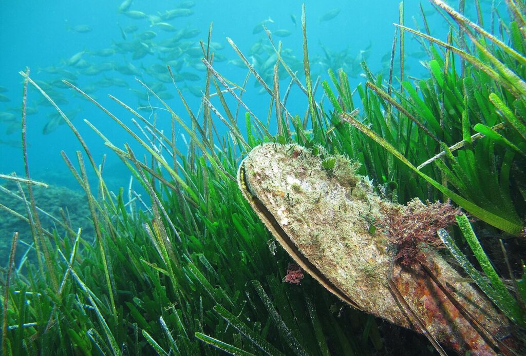 croatia noble pen shell extinction