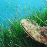croatia noble pen shell extinction