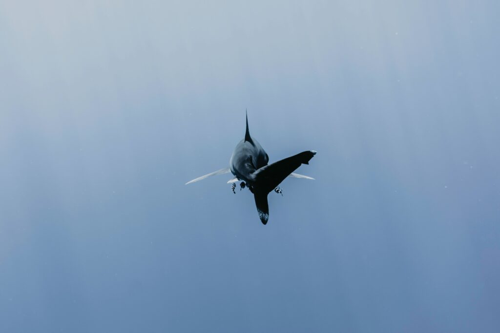 rogoznica great white