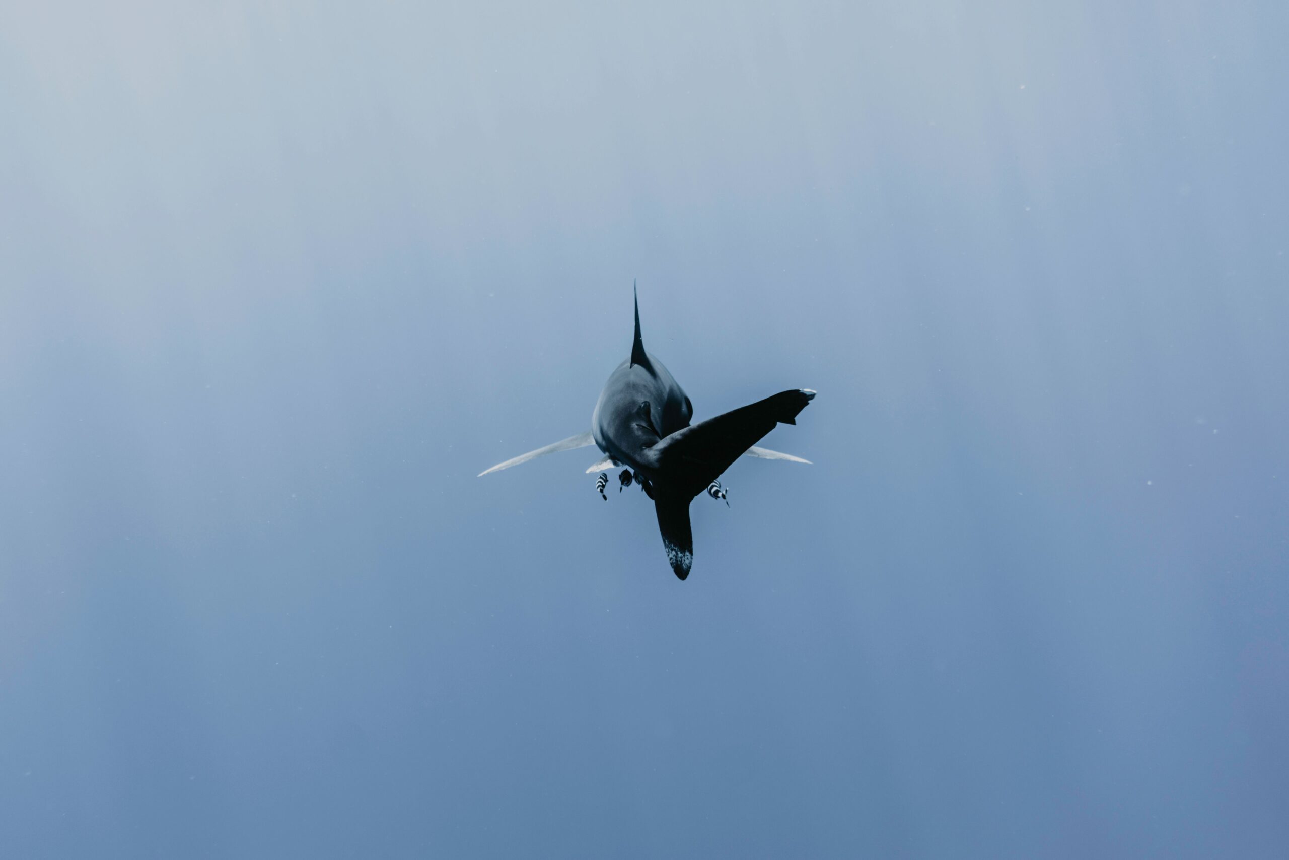 rogoznica great white