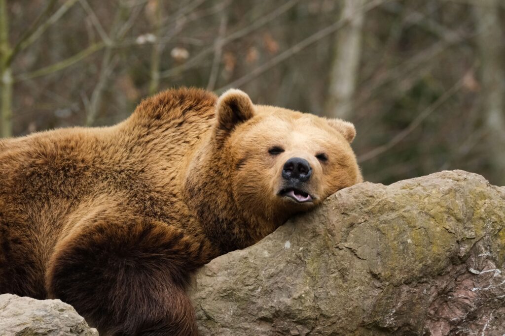 bears paklenica