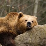 bears paklenica