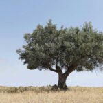 ancient trees croatian island