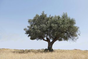 ancient trees croatian island