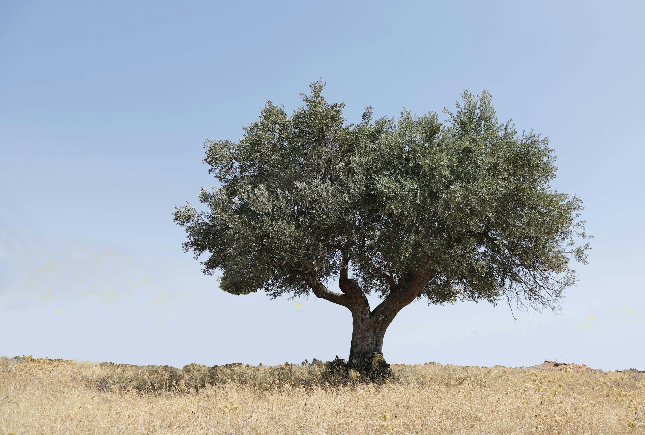 ancient trees croatian island