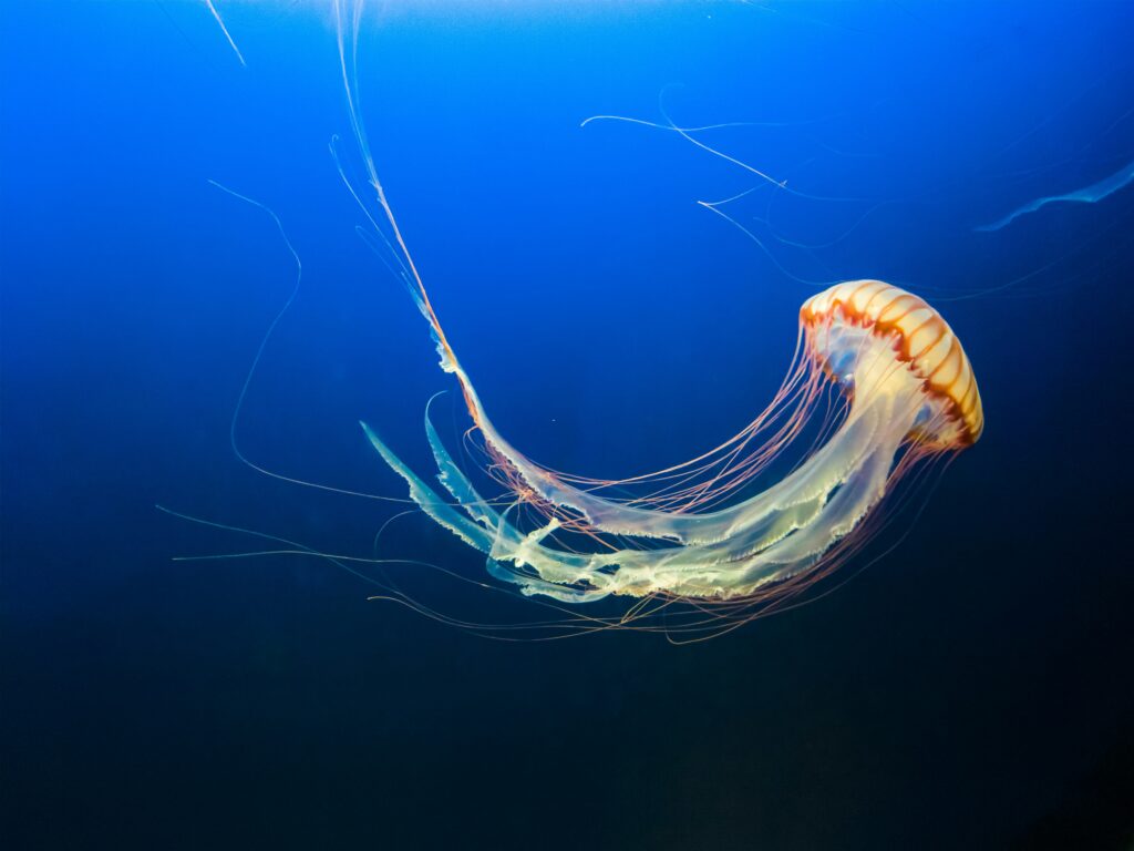 croatian scientists jellyfish
