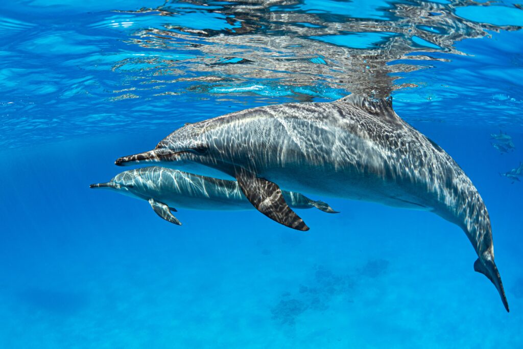 newborn bottlenose dolphins vis