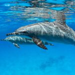 newborn bottlenose dolphins vis