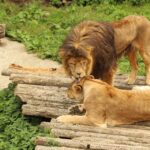 zagreb zoo lioness death