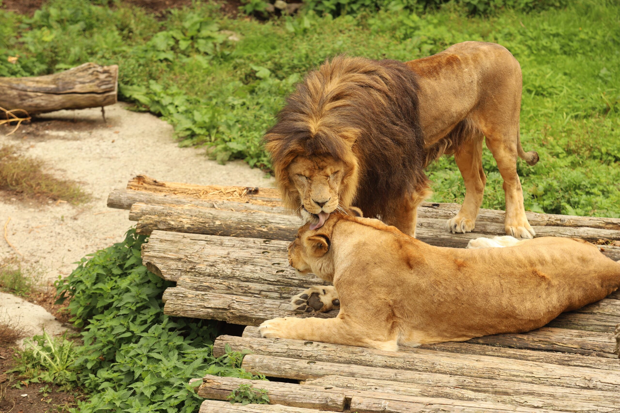 zagreb zoo lioness death