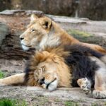zagreb zoo lioness death