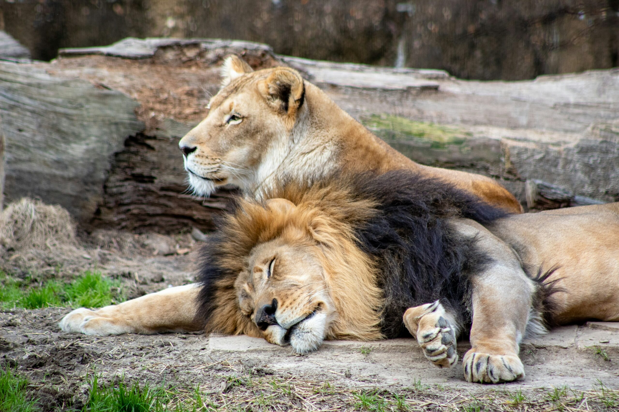 zagreb zoo lioness death