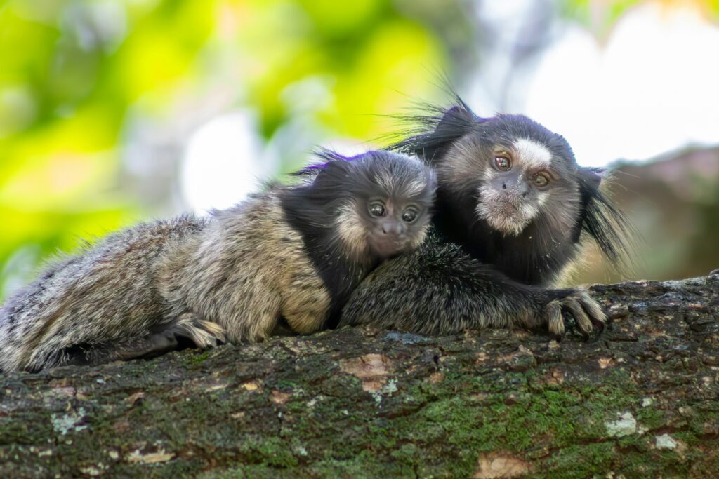 marmosets croatia