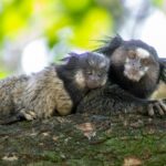 marmosets croatia
