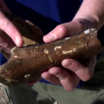 new dinosaur species croatia