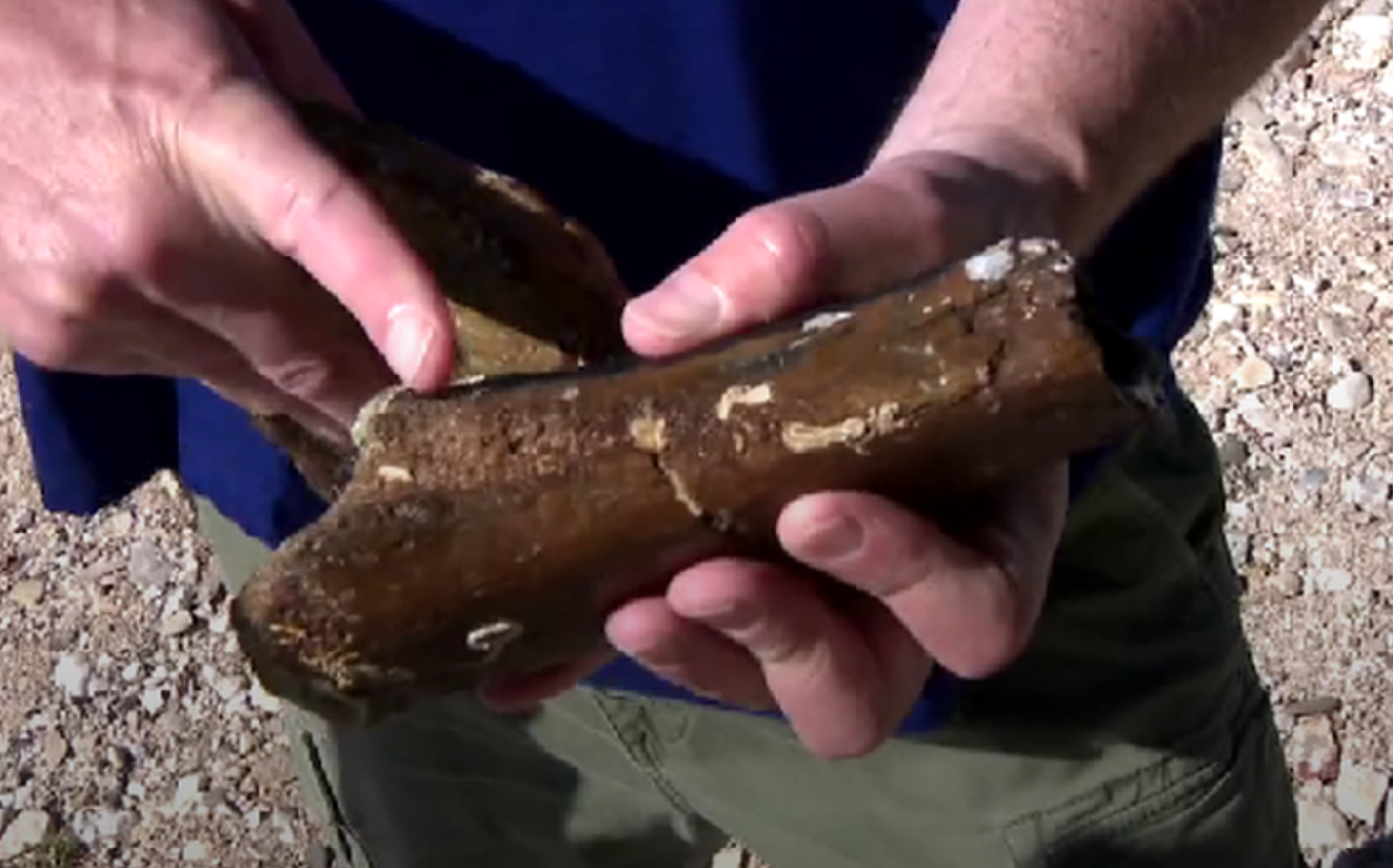 new dinosaur species croatia