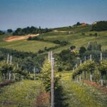 croatian wine map